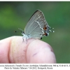 satyrium acaciae abdominalis shamkir x ovo female2